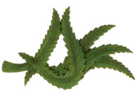 Leaf Sign Magnet - OK